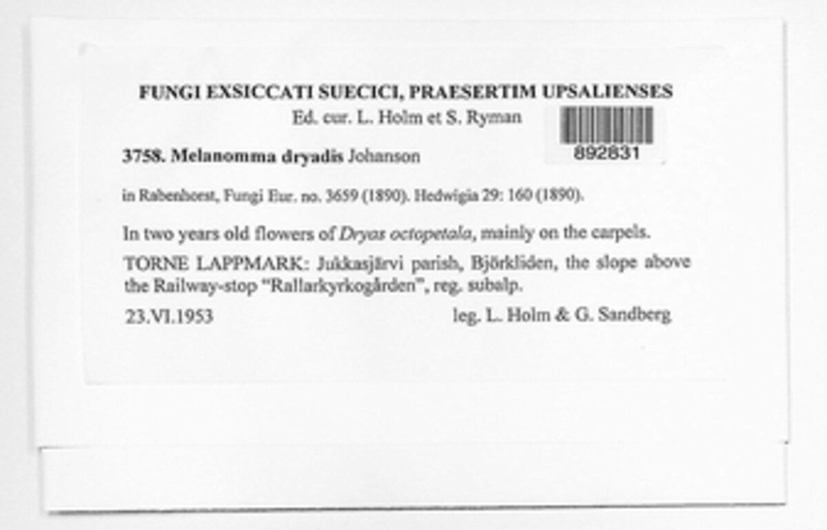 Paraleptosphaeria dryadis image